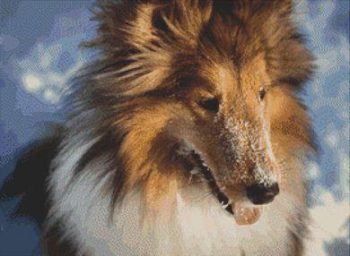 (image for) Snow Collie